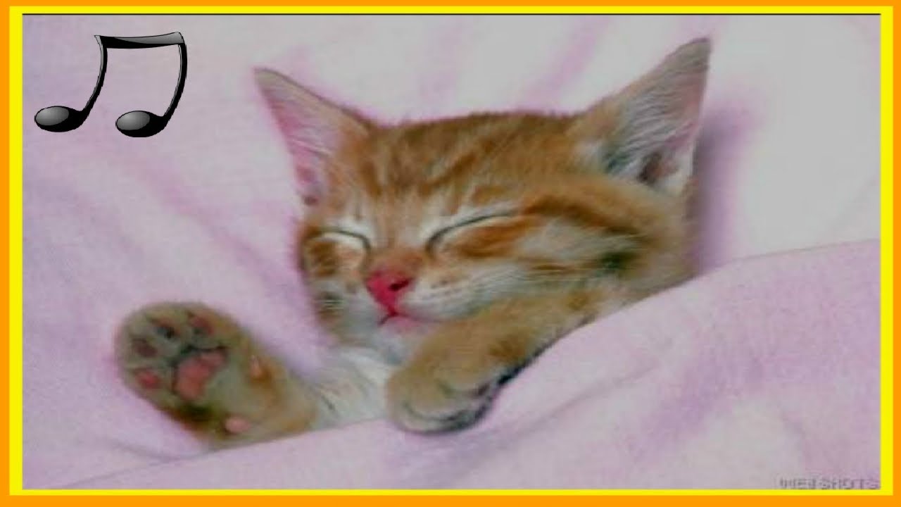 the best music to relax and sleep your cat - improve separation anxiety of the cat ♫