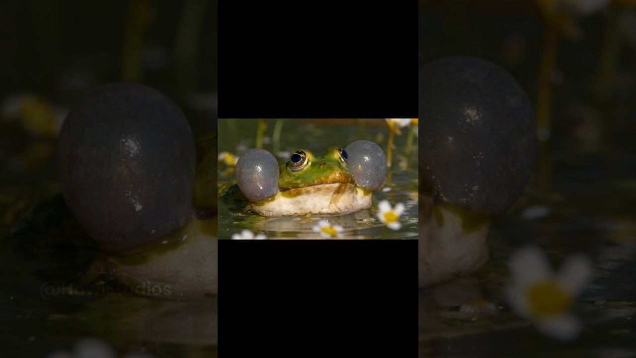 Marsh Frog Vocalization: Biology and Mating Mechanics