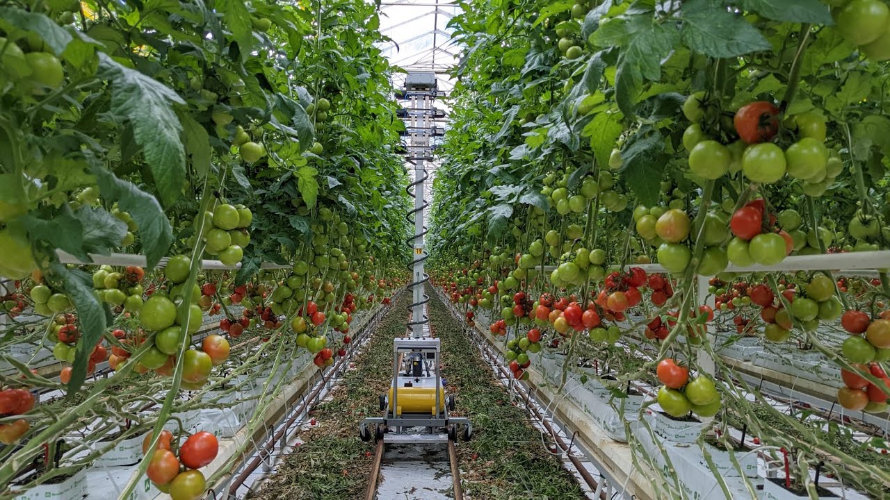 Polly+ Robotic Pollination by Arugga AI Farming