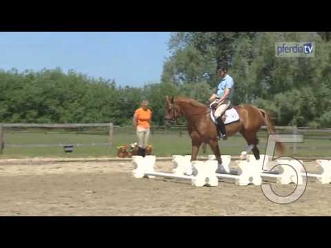 Erste Cavaletti-Übungen für das 4-jährige Pferd | Ingrid Klimke