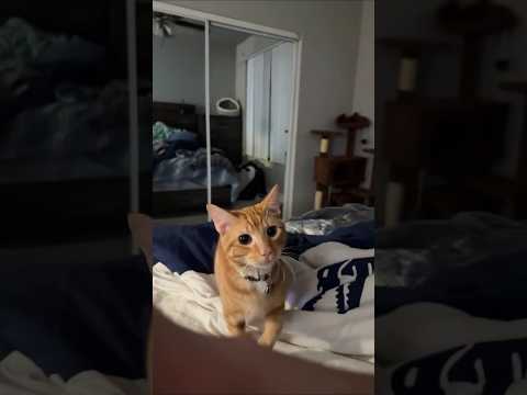 Funny cat video# funny animals# videos pets funny #funnycat #funnyanimals #cutecat #cats #funnypets