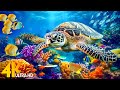 NEW 11HR Stunning 4K Underwater Footage Rare Colorful Sea Life Video Relaxing Sleep Music 150