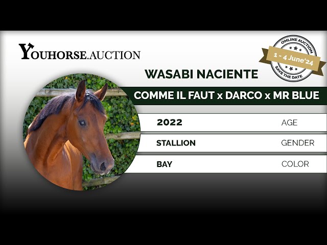 Wasabi Nacienta