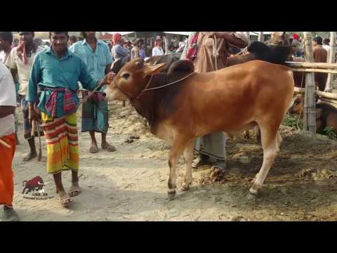 Red Bull Show time at Paragram haat (08-04-2017)