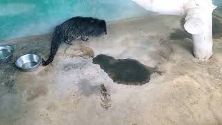 Cassowary, snakes, bearcat and eagle at Davao crocodile park @touristguide5