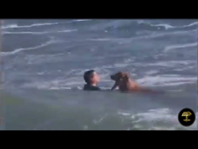 Heroico rescate de un perro que era arrastrado por la corriente en Argentina