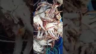 Рыбалка в магадане на краба