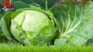 Saúde -  Saiba quais alimentos pioram e quais melhoram o cheiro do suor - Tua Saúde