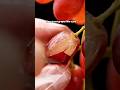 Eat grapes like a pro @foodiechina888 #shorts