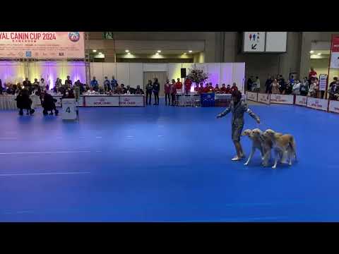 Breeders (Sony, Woody and Romana)