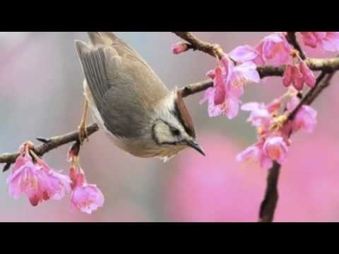 Video thumbnail for I Dream of Spring