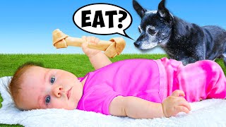 Putting Food By Our Baby To See How Dogs React