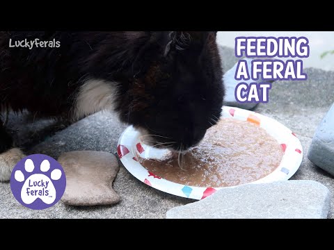 Feeding A Feral Cat During Flea Season With Natural Herbs - Hydrox Mukbang