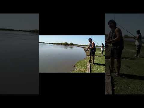 pesca en localidad llambi campbell rio salado #shorts #riosalado #pesca