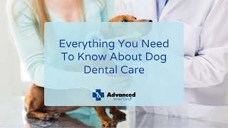 Everything You Need To Know About Dog Dental Care