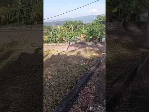 VENDO HERMOSO LOTE EN CONDOMINIO  LOS NARANJOS CACHIPAY CUNDINAMARCA