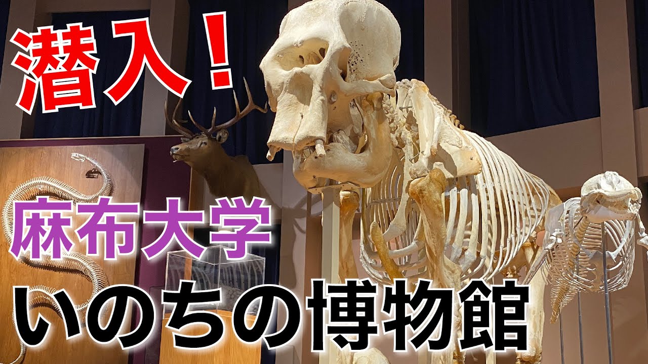 どうぶつのホネを観察してみよう！
潜入！麻布大学「いのちの博物館」