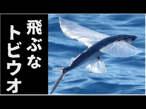 トビウオ - 種類と特徴 - 4羽のトビウオの種類