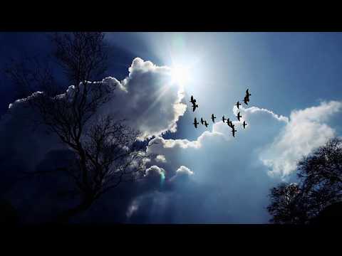 Puiu Chibici si Ilie Puha - Rasune a noastra cantare