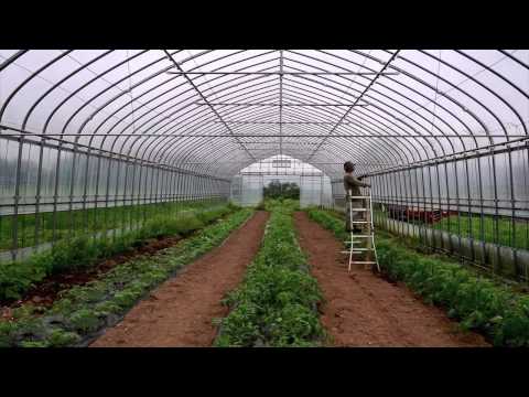 Planting organic tomatoes in the greenhouse.