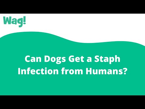 Can Dogs Get a Staph Infection from Humans? | Wag!