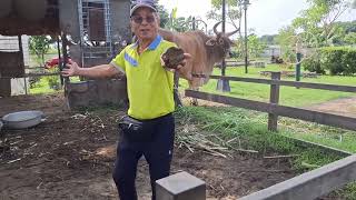 看到黃牛憶起童年往事