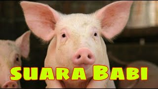 Download lagu suara babi untuk anak anak mp3 Download lagu suara babi untuk anak anak mp3