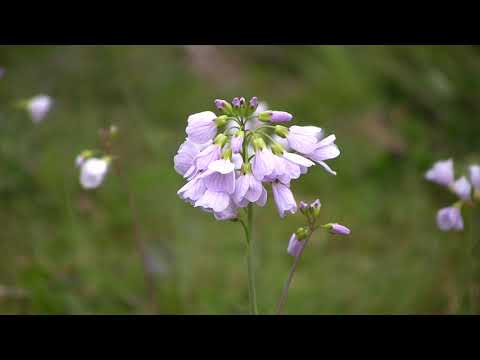 EKKES KIEEEKE IEN DE BRUUUK...[ 2]