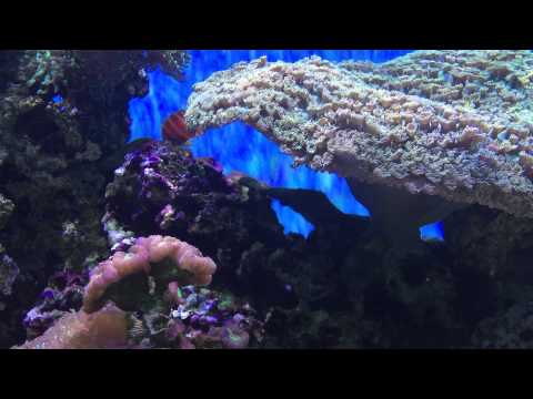 ペパーミント エンゼルフィッシュ (Paracentyropyge Boylei)