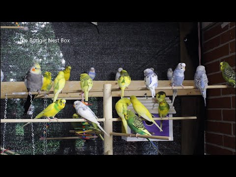 budgies colony aviary singing chirping for lonely budgie