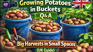 🎥 🎥 🥔 Growing Potatoes in Buckets Q&A | Big Harvests in Small Spaces (UK Guide)