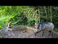 Giant Wild Boar Trap - The Power to Survive Spectacularly/ Multi-day Survival Trip, Part 3