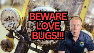 Love Bugs in Florida: They're More Than Just a Pest Problem