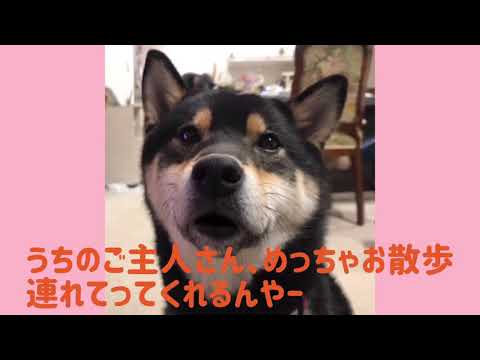 ワンワンU・x・Uお悩み相談室2️⃣〜敦賀市「凛ちゃん」横断歩道は歩行者優先🐶