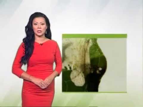 Zelena prognoza 8.9.2014. - Moljac paradajza