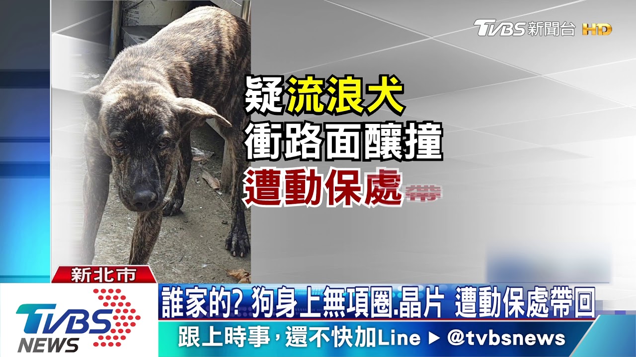 剎不住!疑騎車閃狗 女騎士自摔重傷昏迷
