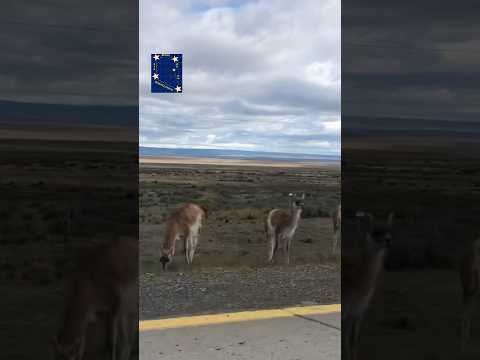 COMUNA LAGUNA BLANCA #chile #patagonia #patagoniachilena #surdechile #magallanes #animales #comuna