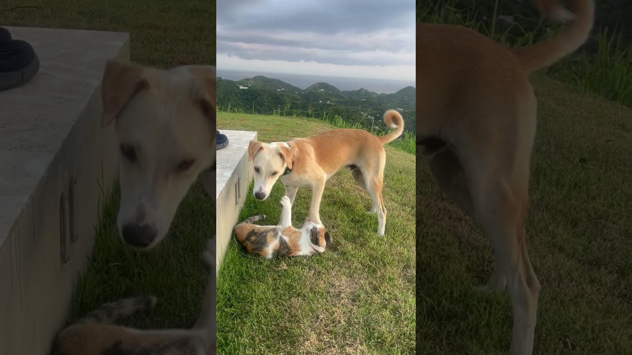 Enlarge Diez, an adoption pending mixed breed in Milwaukie, OR video 6/6