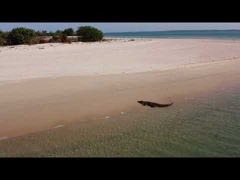 Crocodile at Croker Island