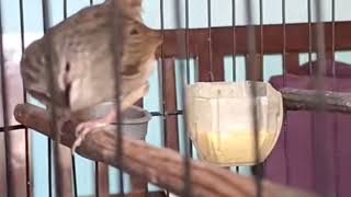 Download lagu VARIASI CIBLEK GUNUNG NGEBREN COCOK BUAT MASTERAN mp3 Download lagu VARIASI CIBLEK GUNUNG NGEBREN COCOK BUAT MASTERAN mp3