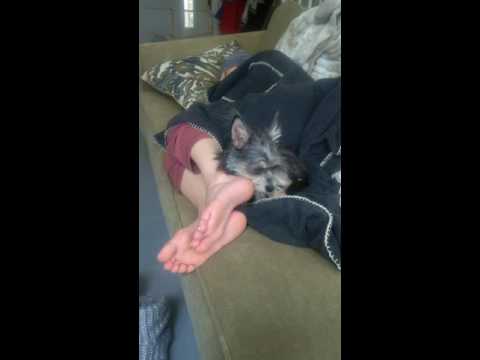 Monty licking mama's feet