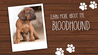 Bloodhound