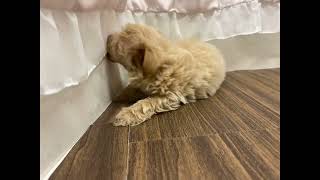 ハーフ犬の動画01