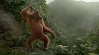 Download lagu Gorila joget mp3 Download lagu Gorila joget mp3