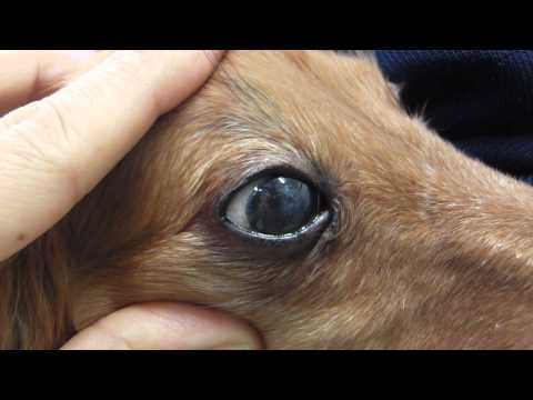 犬の眼振 – 心配する必要がありますか?