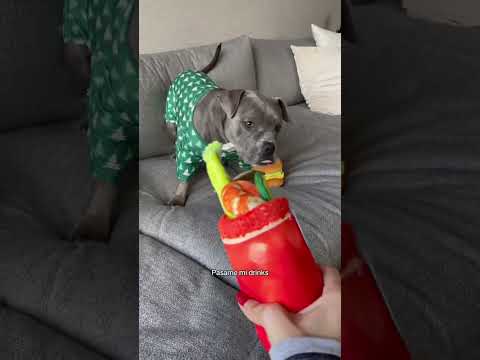 Santa's here!! #dogs #puppy