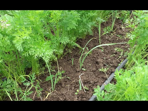 UZGOJ MRKVE I PRAZILUKA U ZAJEDNICI