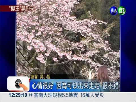 阿里山"櫻王"怒放 賞櫻要趁早!