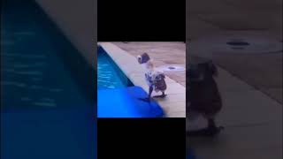 I can't Swim I Quit 🤣🤣