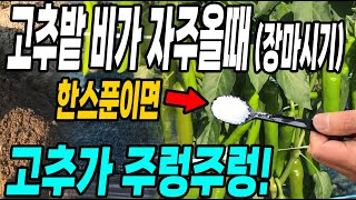 고추밭 비가 자주올때 이것 한스푼이면 고추가 주렁주렁! 늦가을까지 엄청따요